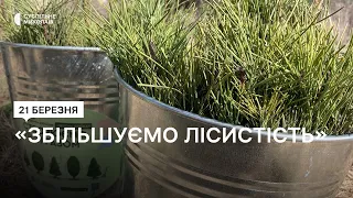 На Миколаївщині висадили сосни та дуби