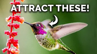 Attract More Hummingbirds With These Plants