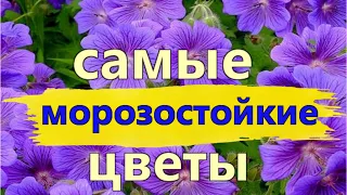 САМЫЕ МОРОЗОСТОЙКИЕ МНОГОЛЕТНИЕ ЦВЕТЫ и РАСТЕНИЯ!/Елена Мир Семян и Цветов