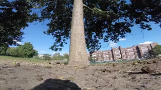 Белка украла GoPro и унесла на дерево
