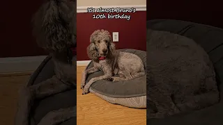 He Acts So Young, Sometimes I Forget... #dog #poodle #cute #sad #shorts #2024 #viral #new #trending