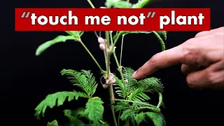 Growing Touch Sensitive Plant (Mimosa pudica) - 145 Days Timelapse!