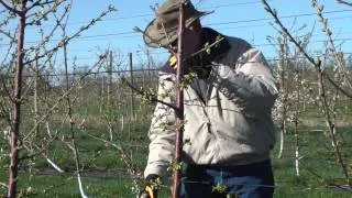 Pruning Gisela Cherry to SSA