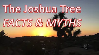 Best JOSHUA TREE Facts & Myths - everything about our Joshua Tree, Yucca brevifolia