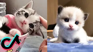 اجمل و ألطف قطط مضحكة 2021 🐱😍 على تيك توك - TikTok 🔥