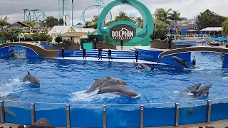 Dolphin Adventures at Sea World, San Diego