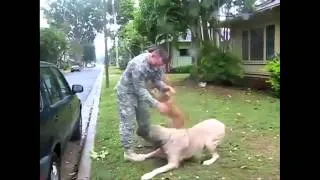 Military Reunions with Man's Best Friend Dogs