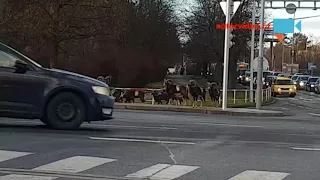 Mufloni přechází křižovatku na zelenou u Thomayerovy nemocnice.