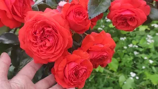 Роза Салита-настоящее немецкое качество 🤗💪🌹