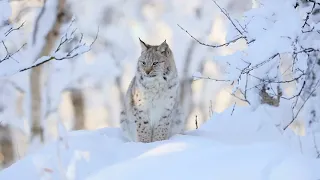 Majestic Winter Wildlife in 4K HDR 🐺❄️Arctic Wolves, Foxes and More | Relax Music 4K