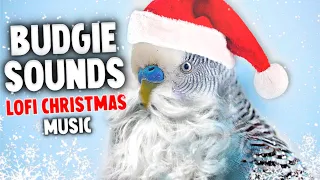 1 Hour Budgie Sounds Christmas Edition 🎄 | Calming lofi Christmas Music for Birds