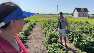 Підживлення і догляд за малиною! Сезон закруток відкрито💥💥💥