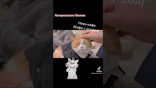 Полное видео про японские кафе с кошками на нашем канале!