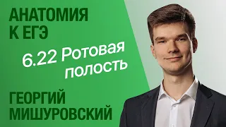 6.22. Ротовая полость: губы, зубы, язык, слюнные железы | Анатомия к ЕГЭ | Георгий Мишуровский