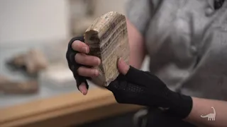 What is petrified wood? Ask A Scientist