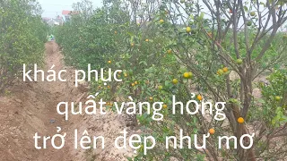 3 cách cứu cây quất xấu như đã chết trở lên đẹp như tiên. Chấp nhận thử thách