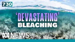 200-year-old corals are dying in mass bleaching of Great Barrier Reef | 7.30