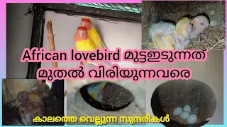 african lovebirds || Feed -Breeding full details malayalam || egg to adult stage || love birds🐦