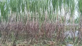 Sugar Cane Stalks Wholesale / Sugar Cane Sticks exporter