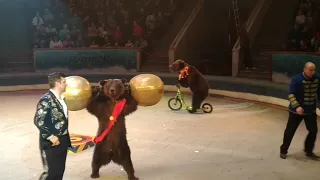 Костромской цирк 4 медведи