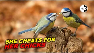 Homewrecking Blue Tit: Bastard Chicks Are Needed!