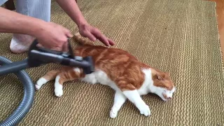 What Dyson can do？Vacuum clean and massage your cat.