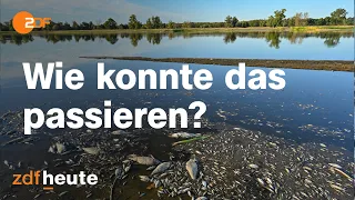 Massengrab für Fische: Droht ein neues Fischsterben an der Oder? | Länderspiegel