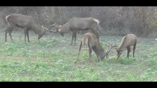 Ein Golmedaillenhirsch wird erlegt - Bulgarien- Teil 1!