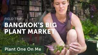 Chatuchak Plant Morning Market — Ep 134