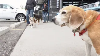 Laboratory dog rescue advocates hold Beagle-Mania event in Billings