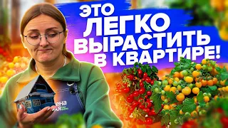 ЧТО ПОСЕЯТЬ ДЛЯ ОГОРОДА НА ОКНЕ? Черенкуем и готовим семена!