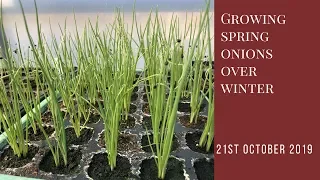 Growing spring onions over winter