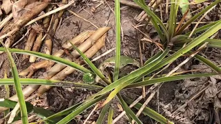 How to fertilise PINEAPPLES | AGROFORESTRY | FOOD FORESTS |