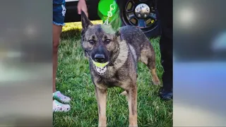 Independence K9 officer helps stop suspect who led police on chase, fell down embankment