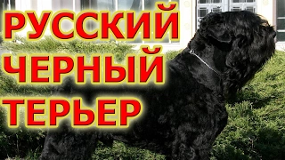 Русский черный терьер (собака Сталина) - ум, решительность и обаяние