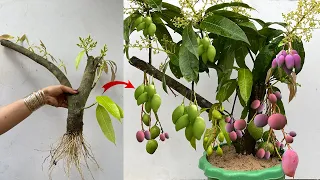 Best Skill Graft Mango Tree Growing Quickly Get a lot of benefits 100% success