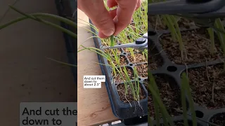 Did you know you can give your onion haircuts?! Do this 1-2 times before before planting them out!