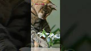 🐈🌻День КОШЕК🌻🐈