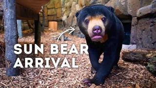 The First EVER Sun Bear Arrives! | Paradise Wildlife Park