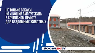 В Сочи появится приют для кошек.