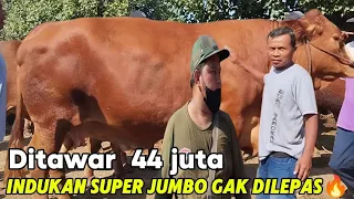 NEGO ALOT INDUKAN TERBESAR 44 JUTA OLEH JURAGAN PUSAT BIKIN GEGER🔥