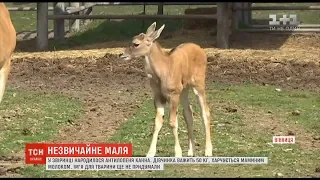 У Вінницькому зоопарку народилася рідкісна антилопа Канна