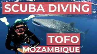 Scuba Diving in Tofo, Mozambique