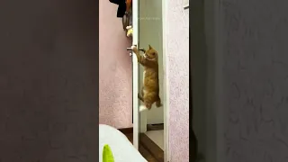 Funny cats 😂 episode 111 #shorts