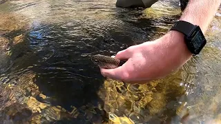 Smokey Mountains Fly Fishing For Natural Trout (Gatlinburg TN)