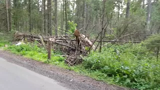 Завалы леса в сторону села Никульское ГО Мытищи - последние 7 лет лес не чистят вообще