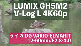 GH5M2とパナライカDG VARIO-ELMARIT 12-60mm/F2.8-4.0が最強のタッグ