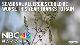 Seasonal Allergies Could be Worse This Year Thanks to All the California Rain