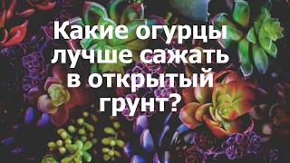 Какие огурцы лучше сажать в открытый грунт?