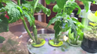 AeroGarden Harvest Elite Slim - Learn from My Mistakes... episode 1 #aerogarden #tomatoes